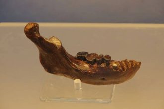 Ancient jawbone linked to neither Neanderthals nor humans may rewrite human origin story
