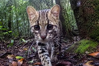 Beyond human eyes: A new camera captures the first real-time animal view of nature