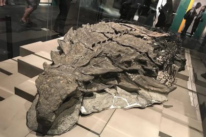 Beyond the bone: The rare 'dinosaur mummy' uncovered in Alberta