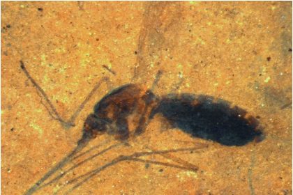 Biological gold: The 46-million-year-old mosquito caught red-handed with a belly full of blood