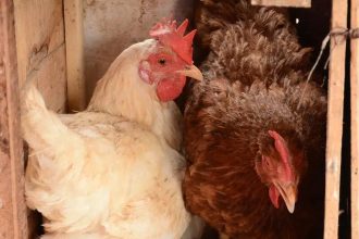 Birds in 2 more poultry farms test positive for Avian Flu