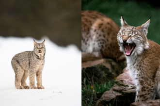 Bobcat vs lynx: Can you actually tell the difference between two similar-looking cats?