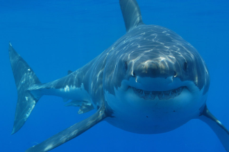 Burren Shark Teeth Discovery: citizen explorers find 330m-year fossils; ancient crusher sharks reshape Ireland’s marine pas
