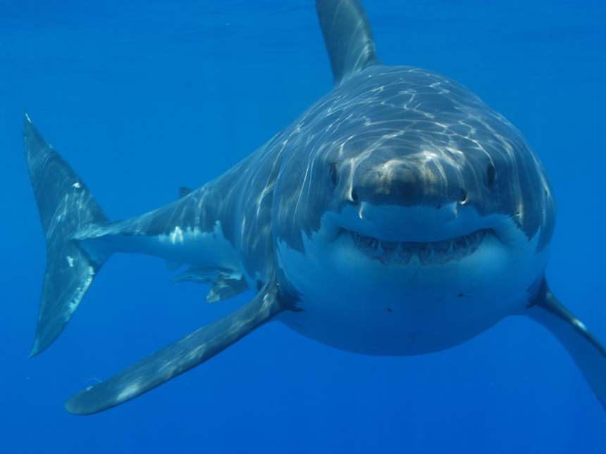 Burren Shark Teeth Discovery: citizen explorers find 330m-year fossils; ancient crusher sharks reshape Ireland’s marine pas