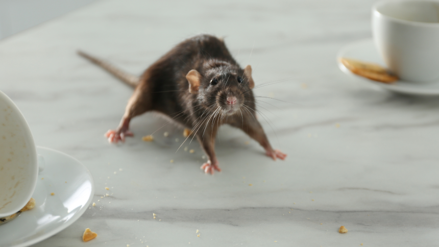 Can common mice found in homes and gardens spread hantavirus