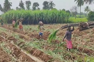 Centre withdraws draft Sugarcane Control Order after pushback from khandsari units, farmers