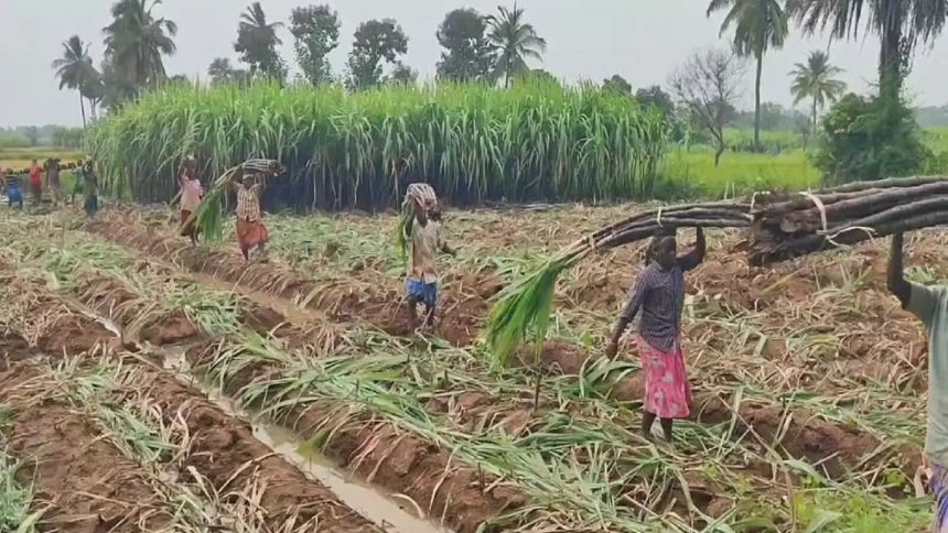 Centre withdraws draft Sugarcane Control Order after pushback from khandsari units, farmers