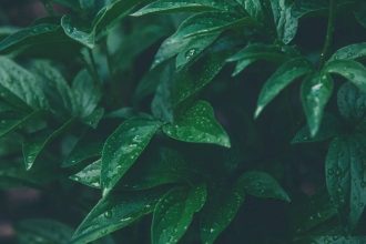 Cyborg Botany: How MIT is turning plants into interactive living technology