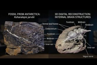 Discovery Of Koharalepis Jarviki: ancient fish skull yields 3D braincase; illuminates shift to land
