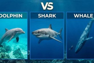 Dolphins vs Sharks vs Whales: 10 comparisons that explain ocean evolution