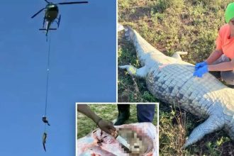 Dramatic river rescue in South Africa: Missing businessman’s remains are found inside 15-foot crocodile | Watch