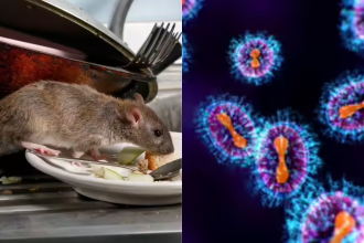 Explainer: Can hantavirus outbreak become Covid 2.0?