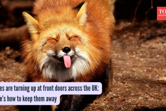 Foxes are turning up at front doors across the UK: Here’s how to keep them away