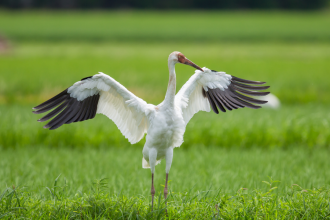 From Flamingos to Siberian Cranes: 6 stunning birds that migrate to India