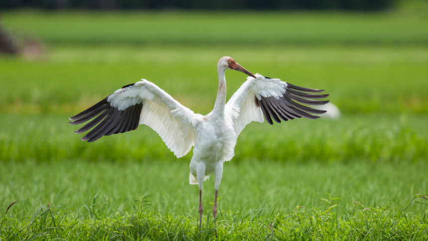 From Flamingos to Siberian Cranes: 6 stunning birds that migrate to India