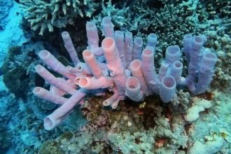 GK Fact of the Day: 7 creatures that don’t have brains but still survive