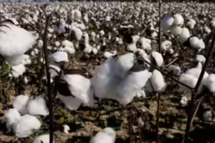 Govt waives cotton import duty till October 30 to boost supplies, ease input costs