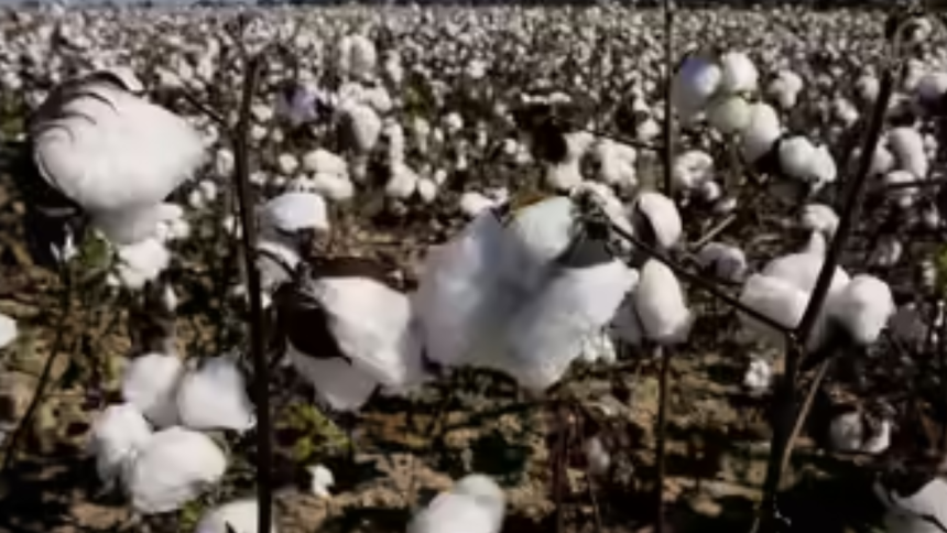 Govt waives cotton import duty till October 30 to boost supplies, ease input costs