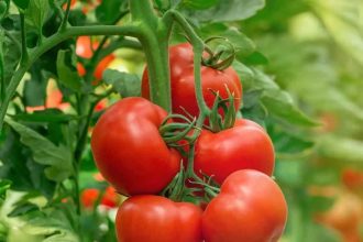Growing tomatoes this season? Here's what you need to know before you plant