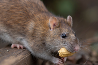 Hantavirus alert: Simple ways to smartly keep rats out of your house