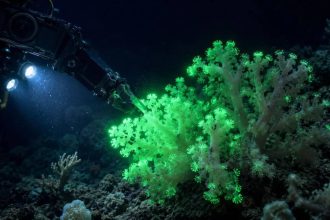 Hidden inside the Pacific: This newly discovered coral flashes green when disturbed by deep-sea robots