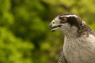 How birds react to danger
