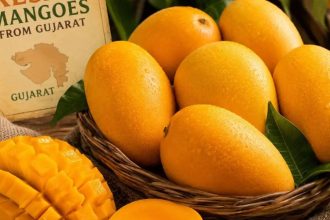 How Gujarat’s Kesar mangoes became a seasonal favourite in London Heathrow