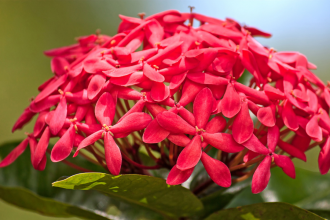 How to grow butterfly-friendly native plants in Indian city home gardens