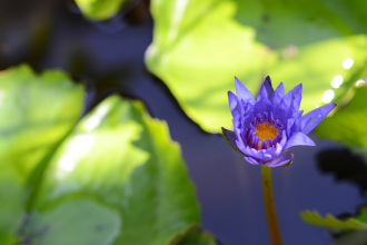 How to grow lotus in your terrace or balcony garden: Simple step by step guide for beginners