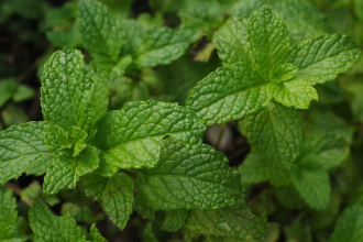 How to grow Mint endlessly in your balcony garden using kitchen scraps: Simple step-by-step guide for beginners