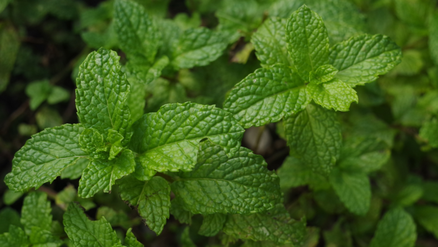 How to grow Mint endlessly in your balcony garden using kitchen scraps: Simple step-by-step guide for beginners