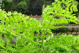How to grow moringa tree at home (Simple Step-by-Step Guide for Beginners)