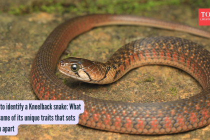 How to identify a Kneelback snake: What are some of its unique traits that sets them apart
