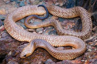 How to identify a Mulga (King Brown) snake