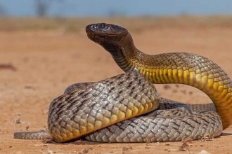 How to identify an Inland Taipan snake: Key features, habitat clues, and more