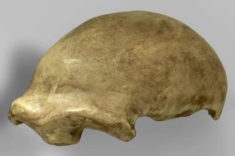 In 1856, a group of quarrymen in Germany tossed aside a few 'deformed' bones and accidentally discovered Neanderthal 1