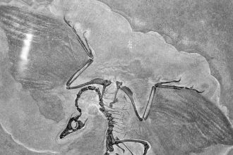 In 1861, a single feather found in a limestone quarry became the fossil that bridged the gap between dinosaurs and birds