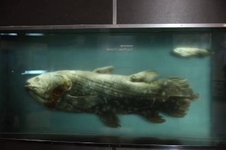 In 1938, a dockside sorting project took a bizarre turn when a worker pulled a 66-million-year-old ‘extinct’ legend from