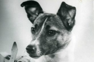 In 1957, a Moscow stray dog was sent into orbit, and her lonely flight paved the way for human space travel