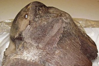 In 2010, a bulldozer driver found a tusk in the Colorado mud and unearthed the high-altitude secrets of the Snowmastodon site