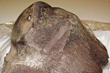 In 2010, a bulldozer driver found a tusk in the Colorado mud and unearthed the high-altitude secrets of the Snowmastodon site