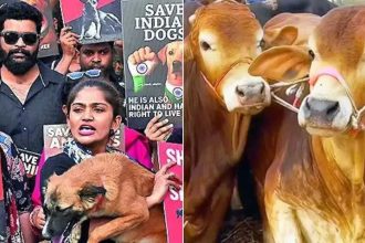 In a 1st, NCRB tracks cases of cruelty against animals: 10,312 arrested in 2024