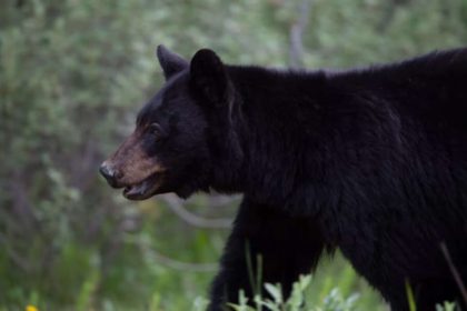 Indian man killed in rare bear attack in Canada; last fatal incident reported 6 years ago