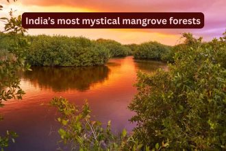 India’s most mystical and lesser-known mangrove forests travellers rarely talk about