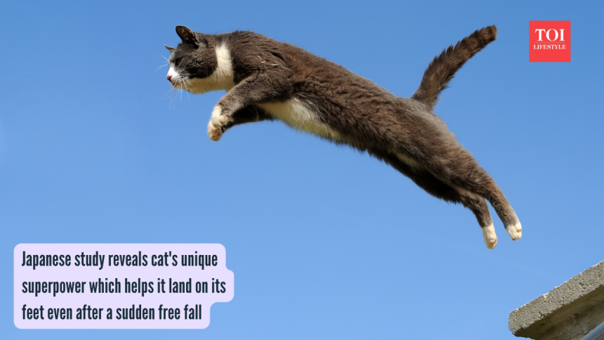 Japanese study reveals cat's unique superpower which helps it land on its feet even after a sudden free fall