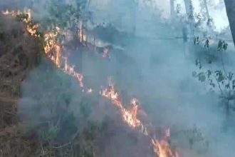 J&K: Days-long forest fires ravage Rajouri, wildlife enters residential areas
