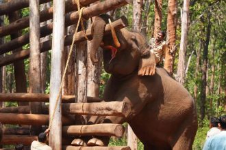 Jumbo Balanna resumes camp duty after recovery