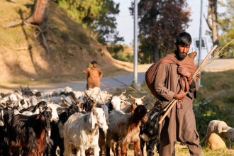 Kashmir nomads file ‘atrocity’ complaint after demolition of their houses