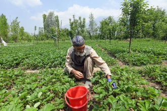 Kharif output dips by over 10% across states in El Niño years: Study