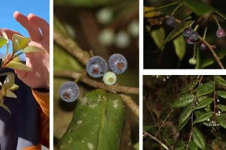 Lost Himalayan blueberry rediscovered in Arunachal Pradesh after 188 years: Rare Vaccinium piliferum found in dense forests